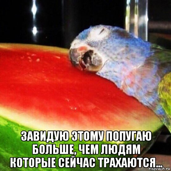  завидую этому попугаю больше, чем людям которые сейчас трахаются..., Мем ПОПУГАЙ