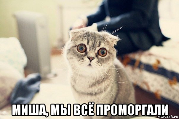  миша, мы всё проморгали, Мем просто кот