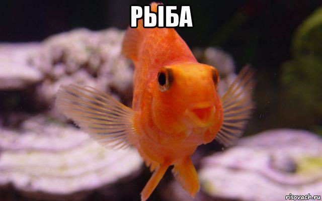 рыба 