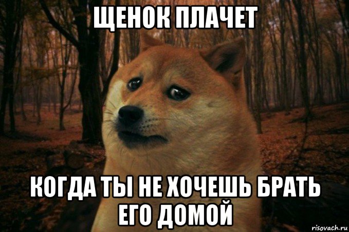 щенок плачет когда ты не хочешь брать его домой, Мем SAD DOGE