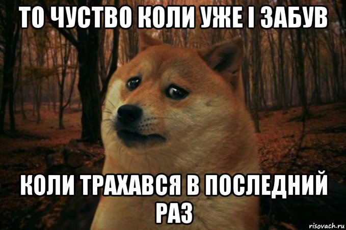 то чуство коли уже і забув коли трахався в последний раз, Мем SAD DOGE