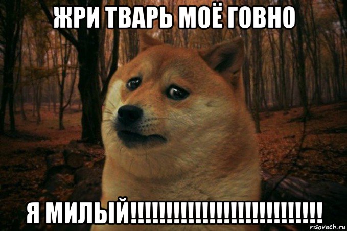 жри тварь моё говно я милый!!!!!!!!!!!!!!!!!!!!!!!!!!!, Мем SAD DOGE