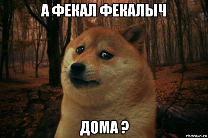 а фекал фекалыч дома ?, Мем SAD DOGE