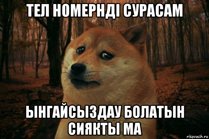 тел номернді сурасам ынгайсыздау болатын сиякты ма, Мем SAD DOGE