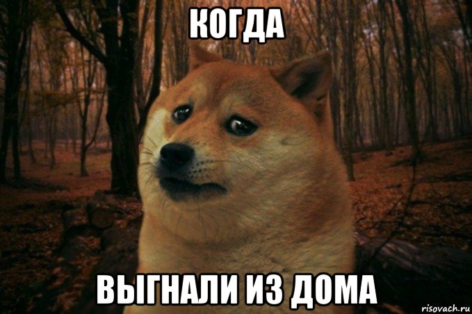 когда выгнали из дома, Мем SAD DOGE