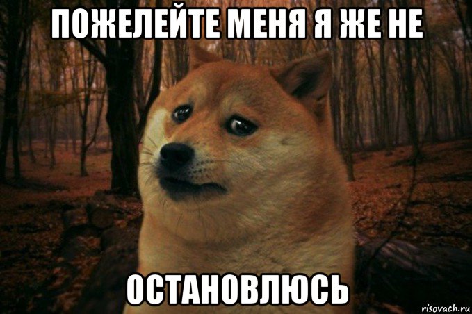 пожелейте меня я же не остановлюсь, Мем SAD DOGE