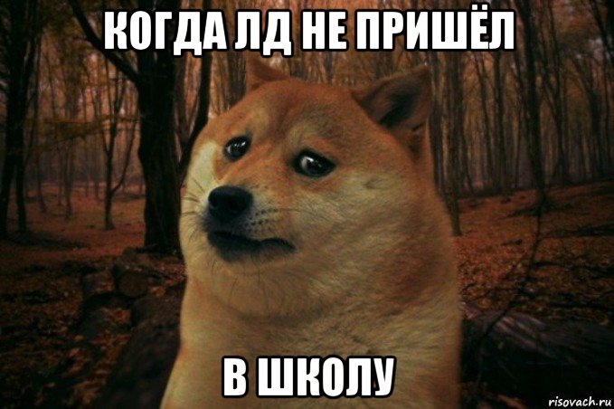 когда лд не пришёл в школу, Мем SAD DOGE