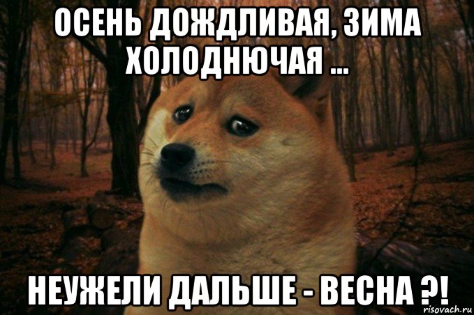 осень дождливая, зима холоднючая ... неужели дальше - весна ?!, Мем SAD DOGE