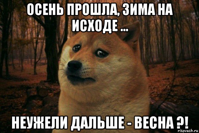 осень прошла, зима на исходе ... неужели дальше - весна ?!, Мем SAD DOGE