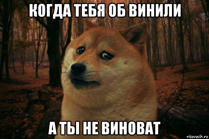 когда тебя об винили а ты не виноват, Мем SAD DOGE