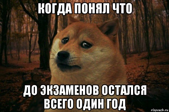 когда понял что до экзаменов остался всего один год, Мем SAD DOGE