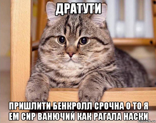дратути пришлити бенкролл срочна о то я ем сир ванючий как рагала наски