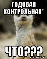 годовая контрольная* что???, Мем Сурикат