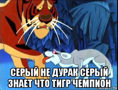  серый не дурак серый знает что тигр чемпион