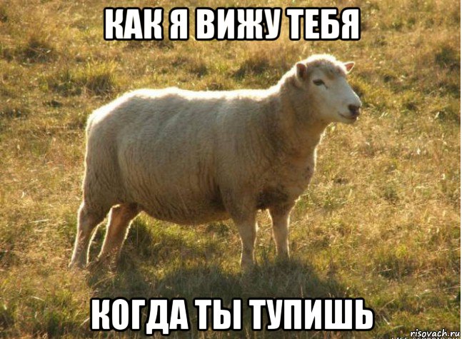 как я вижу тебя когда ты тупишь, Мем Типичная овца