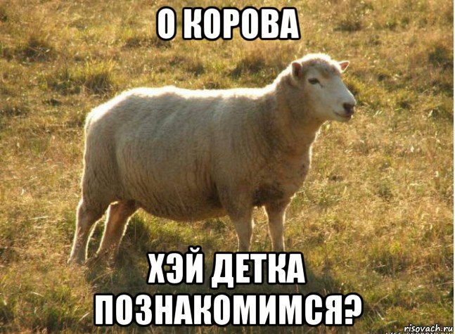 о корова хэй детка познакомимся?