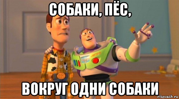 собаки, пёс, вокруг одни собаки