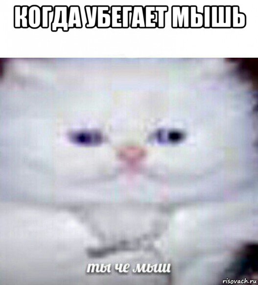 когда убегает мышь 