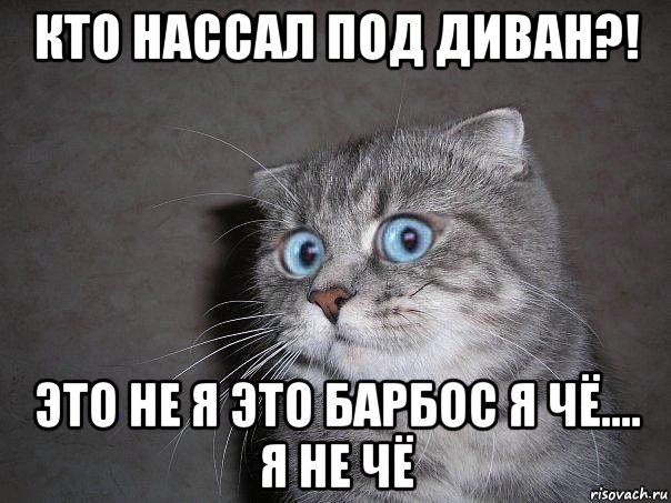 кто нассал под диван?! это не я это барбос я чё.... я не чё, Мем  удивлённый кот