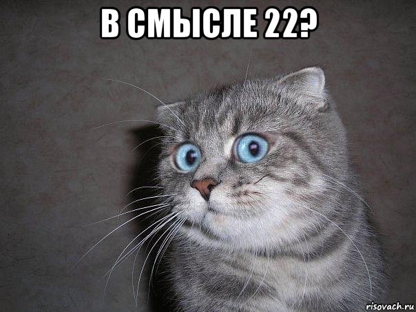 в смысле 22? , Мем  удивлённый кот