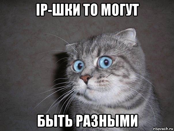 ip-шки то могут быть разными, Мем  удивлённый кот