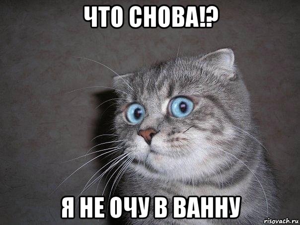 что снова!? я не очу в ванну, Мем  удивлённый кот