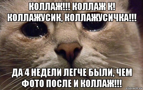 коллаж!!! коллаж к! коллажусик, коллажусичка!!! да 4 недели легче были, чем фото после и коллаж!!!, Мем   В мире грустит один котик