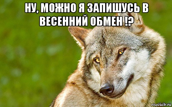 ну, можно я запишусь в весенний обмен !? , Мем   Volf