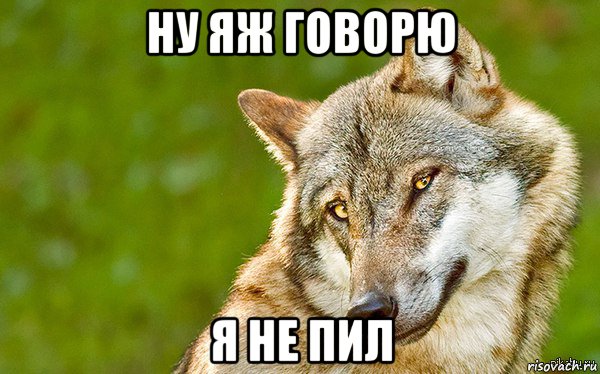 ну яж говорю я не пил, Мем   Volf