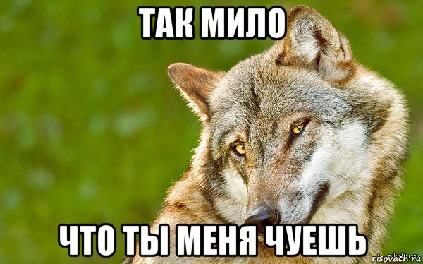 так мило что ты меня чуешь, Мем   Volf