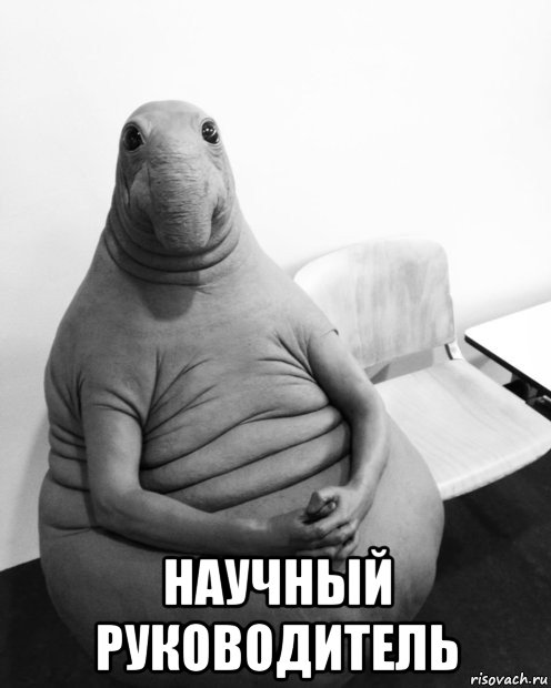  научный руководитель, Мем  Ждун