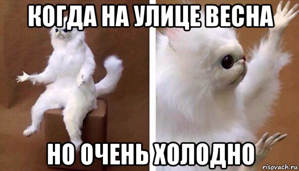 когда на улице весна но очень холодно, Мем Чучело кота