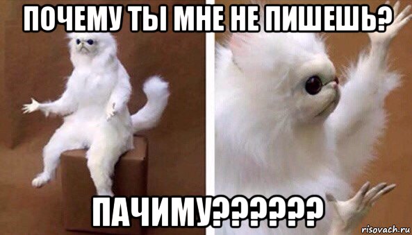 почему ты мне не пишешь? пачиму??????, Мем Чучело кота