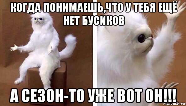 когда понимаешь,что у тебя ещё нет бусиков а сезон-то уже вот он!!!, Мем Чучело кота