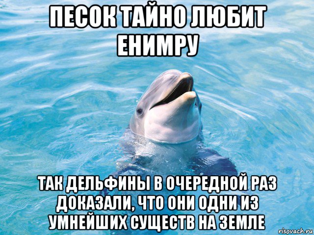 песок тайно любит енимру так дельфины в очередной раз доказали, что они одни из умнейших существ на земле, Мем Дельфин