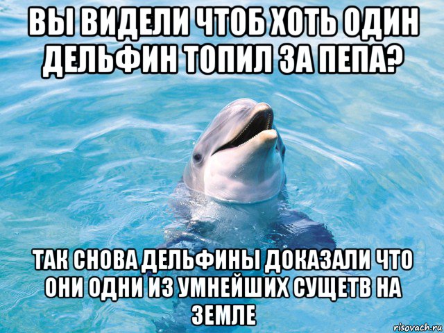 вы видели чтоб хоть один дельфин топил за пепа? так снова дельфины доказали что они одни из умнейших сущетв на земле, Мем Дельфин