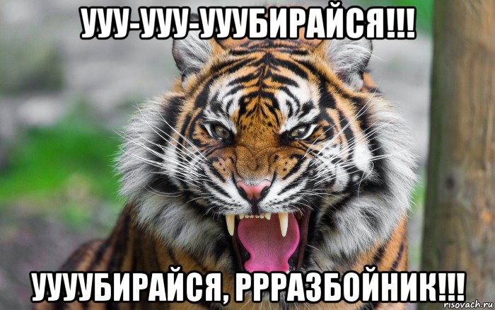 ууу-ууу-ууубирайся!!! уууубирайся, ррразбойник!!!, Мем ДЕРЗКИЙ ТИГР