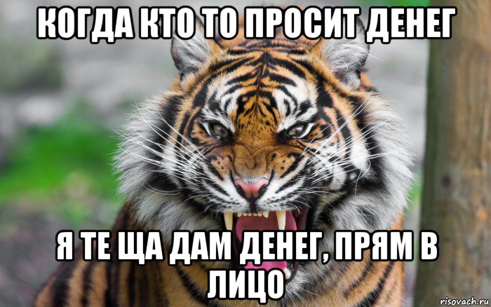 когда кто то просит денег я те ща дам денег, прям в лицо, Мем ДЕРЗКИЙ ТИГР