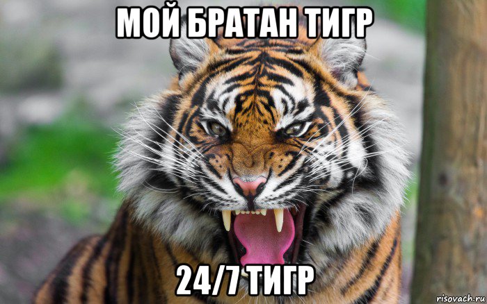 мой братан тигр 24/7 тигр