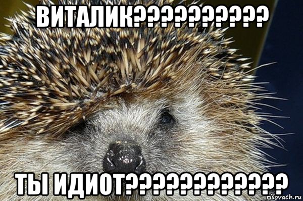 виталик?????????? ты идиот????????????, Мем Ежик