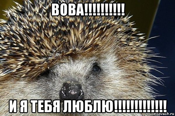 вова!!!!!!!!!! и я тебя люблю!!!!!!!!!!!!!, Мем Ежик