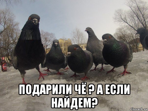  подарили чё ? а если найдем?, Мем голубь