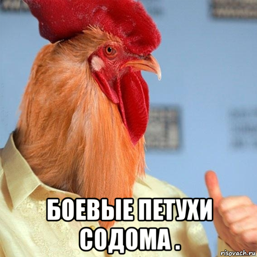  боевые петухи содома .