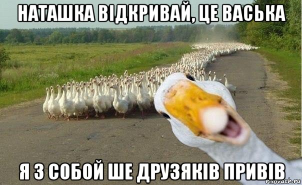 наташка відкривай, це васька я з собой ше друзяків привів, Мем гуси