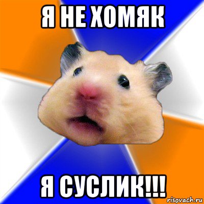 я не хомяк я суслик!!!, Мем Хомяк