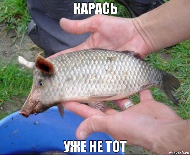 карась уже не тот, Комикс карась