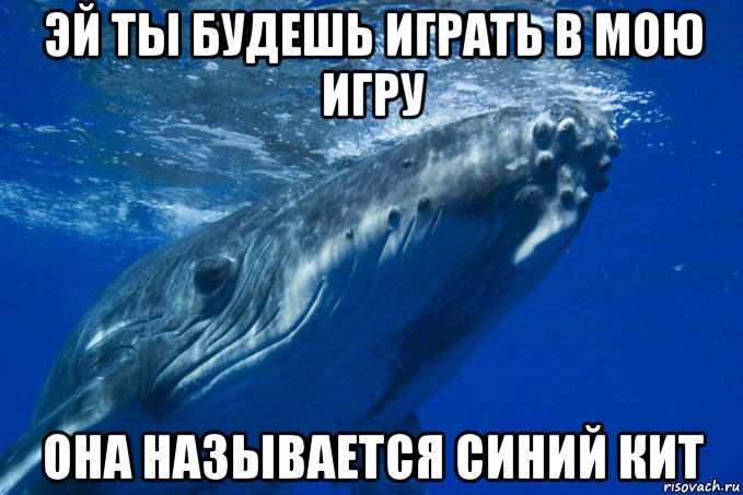 Синий кит игра мемы