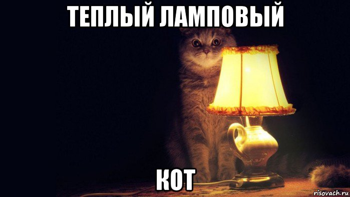 теплый ламповый кот, Мем Кот лампа