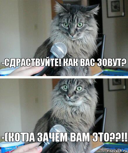 -Сдраствуйте! Как вас зовут? -(кот)А зачем вам это??!!, Комикс  кот с микрофоном