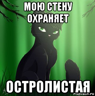 мою стену охраняет остролистая